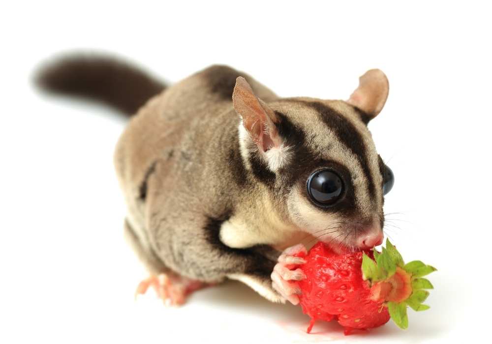 Fruits to Avoid for Sugar Gliders