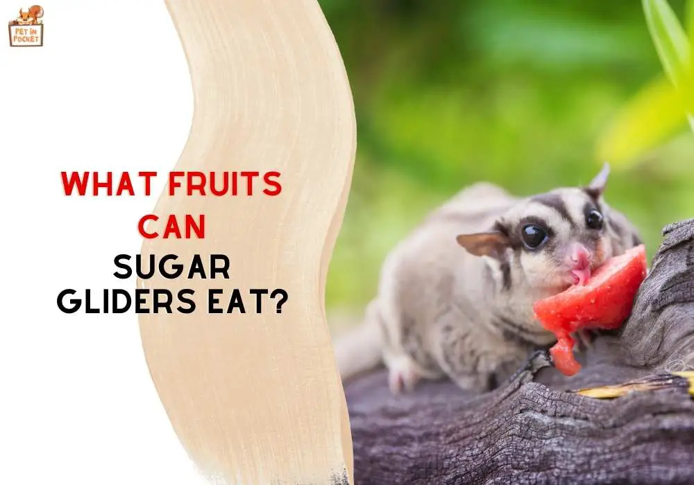What Fruits Can Sugar Gliders Eat?: A Complete Guide