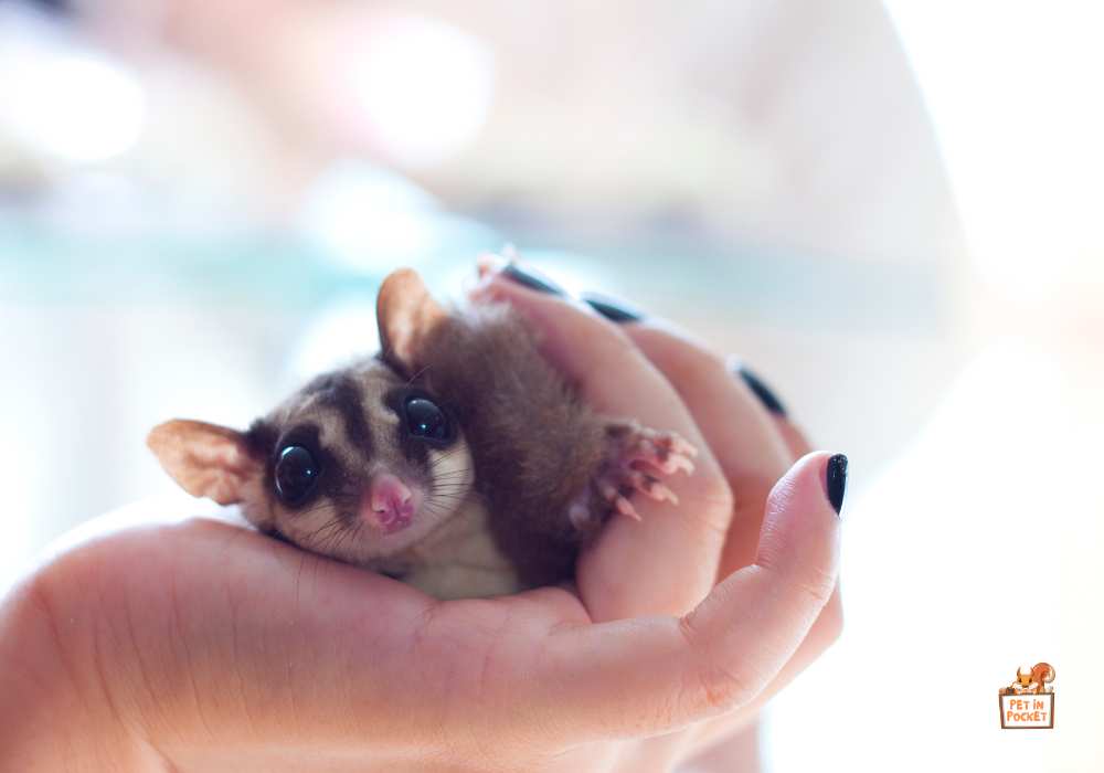 How To Tell If My Sugar Glider Is Dying: Expert Tips