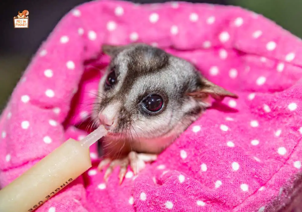 Are sugar gliders easy to take care of?