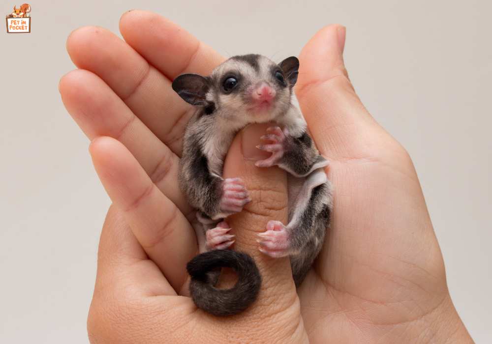 How to Take Care of Sugar Gliders: Expert Advice