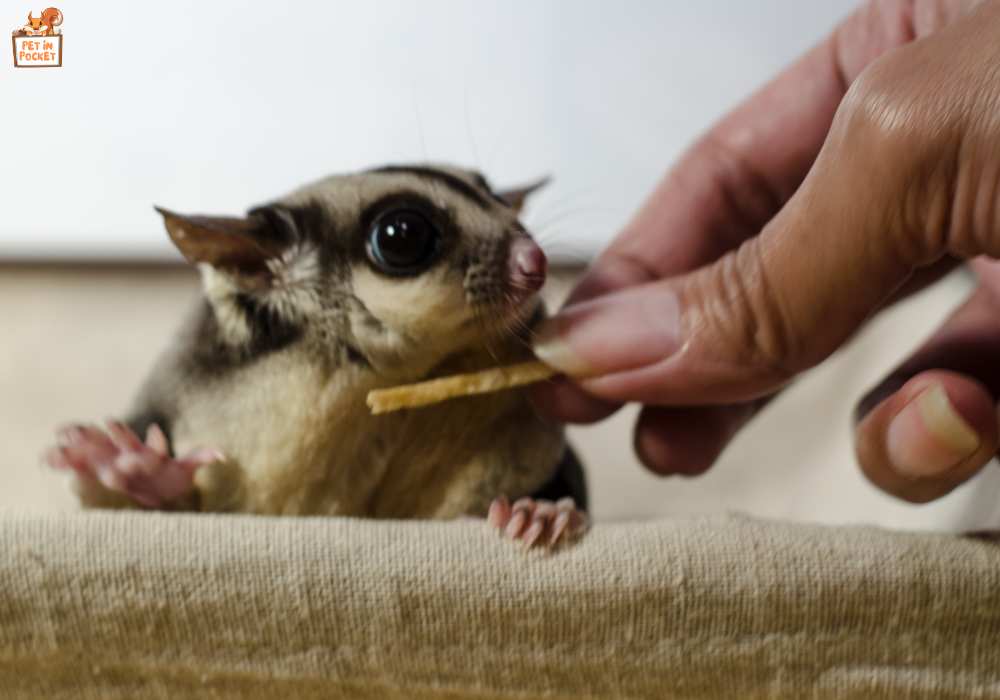 Comprehensive Guide to Sugar Glider Diet and Nutrition
