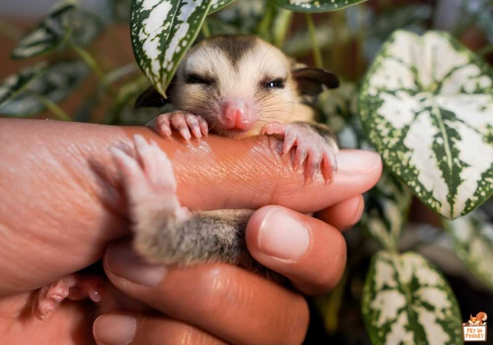 Step-By-Step Guide to Trim Sugar Glider Nails