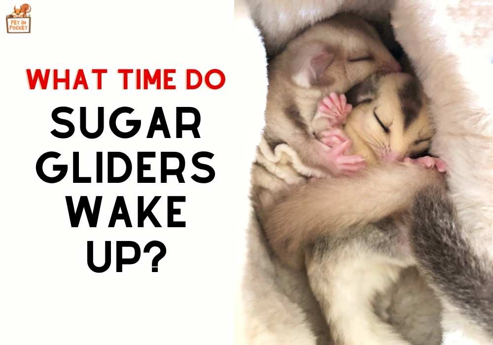 What Time Do Sugar Gliders Wake Up? Find Out Here