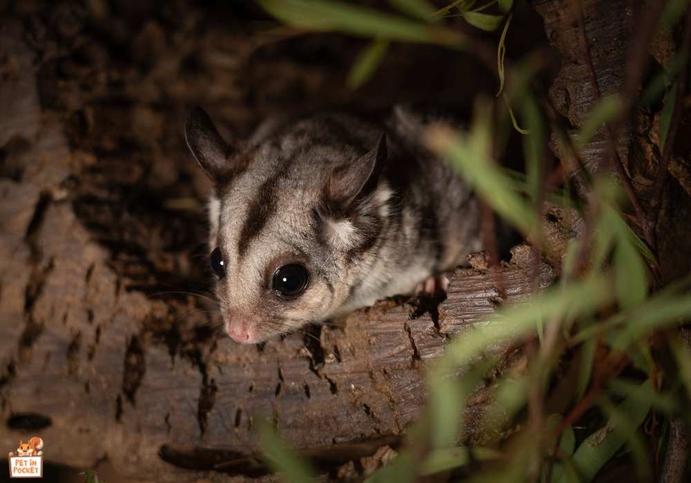Can Sugar Gliders Adapt to Your Sleep Schedule?