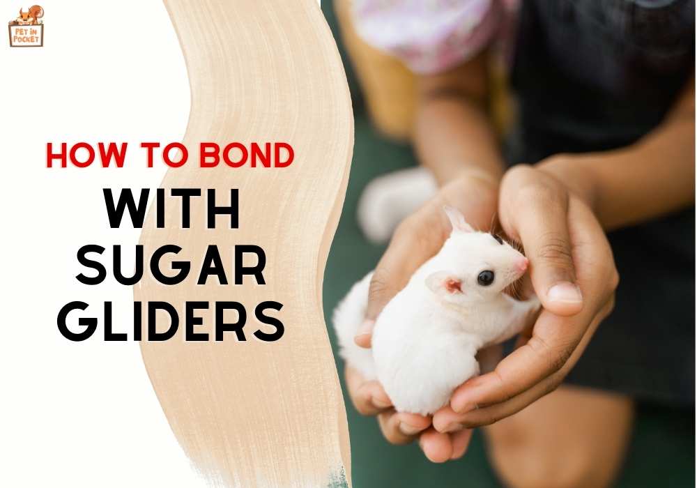 How to Bond with Sugar Gliders : Tips & Tricks