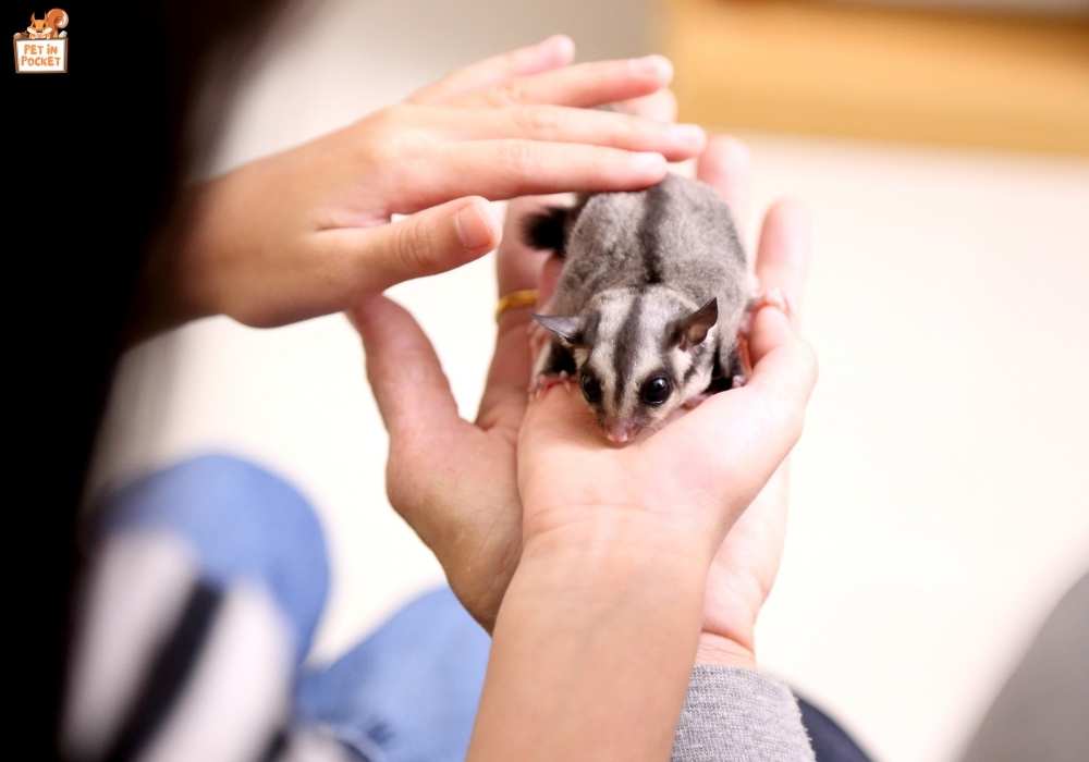 Proven Techniques for Bonding with Sugar Gliders