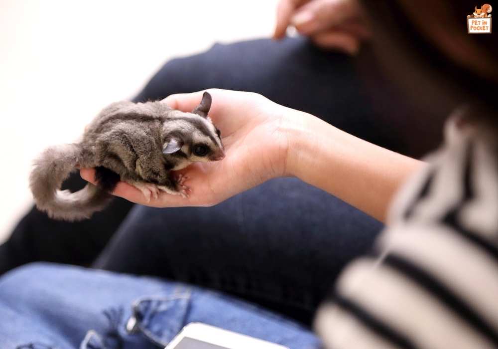 How to build Trust with Your Sugar Glider