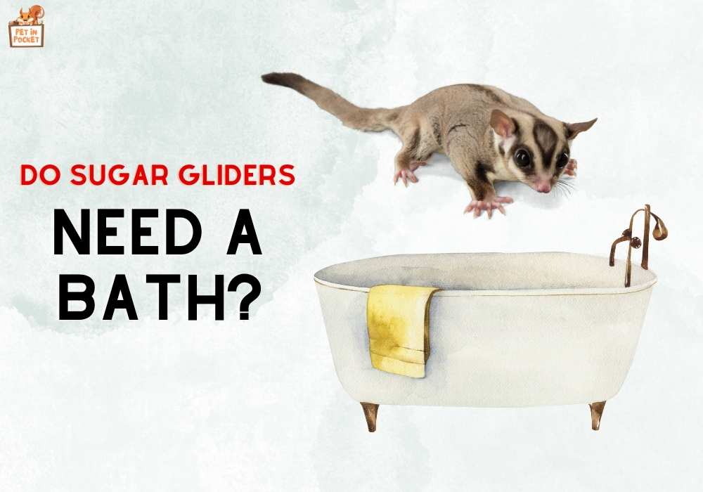Do sugar gliders need a bath?: What You Need to Know
