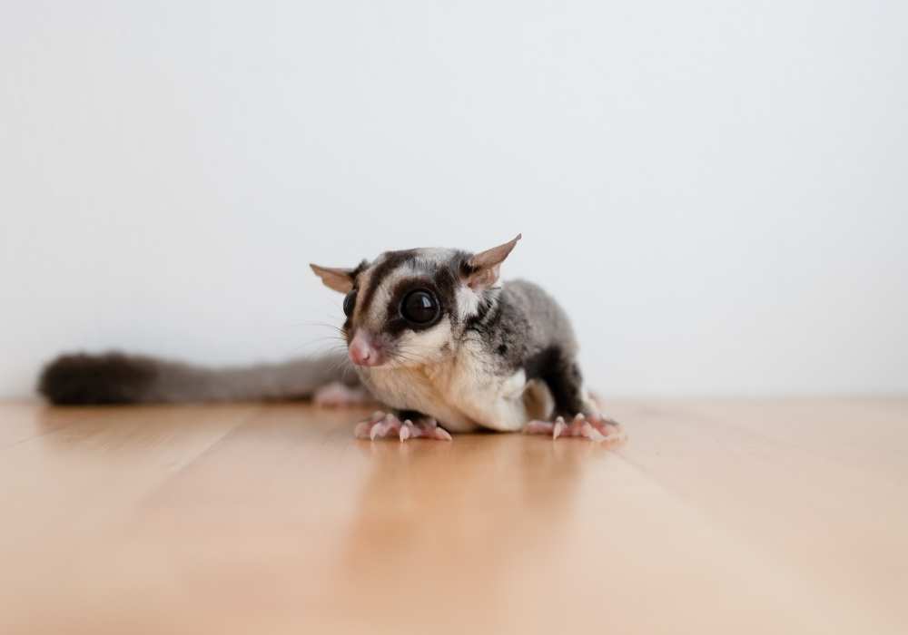 Risks and Benefits of Bathing Sugar Gliders