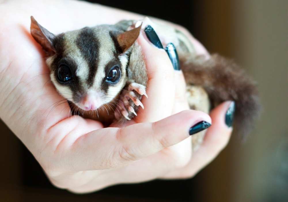 How to Safely Bathe Your Sugar Glider?