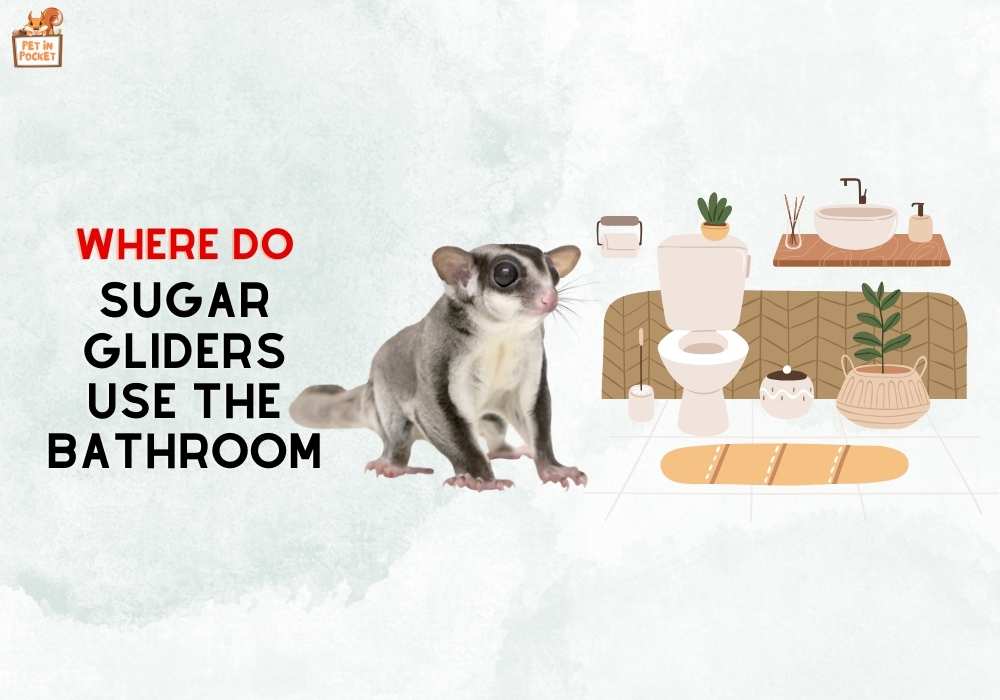 Where Do Sugar Gliders Use the Bathroom : Explained