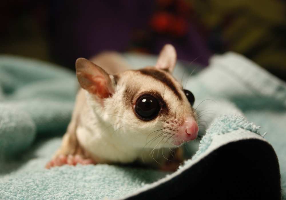 The Toilet Habits of Sugar Gliders