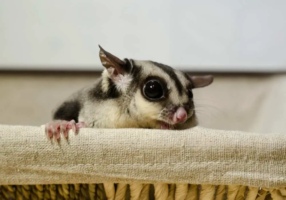 What Will Happen If I Keep Sugar Gliders Alone