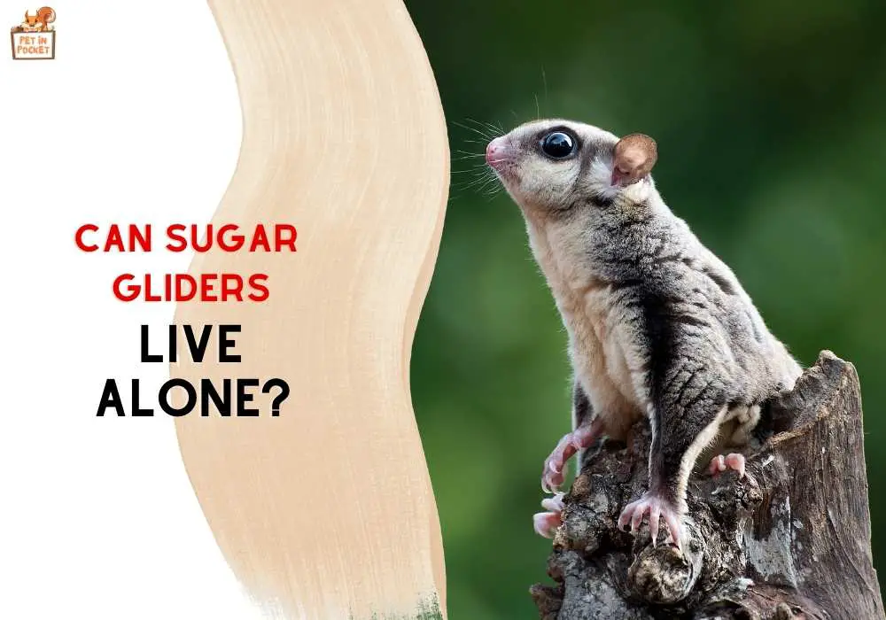 Can Sugar Gliders Live Alone? All Your Questions Answered