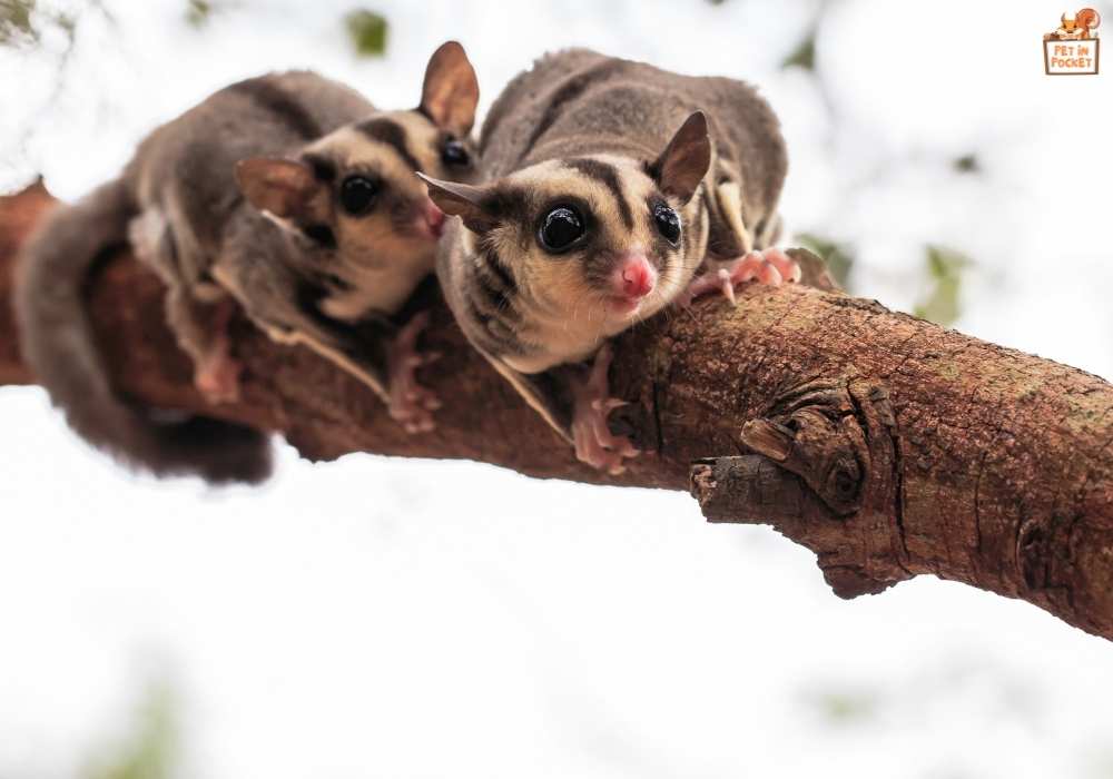 Is There Anyway to Keep a Sugar Glider Alone