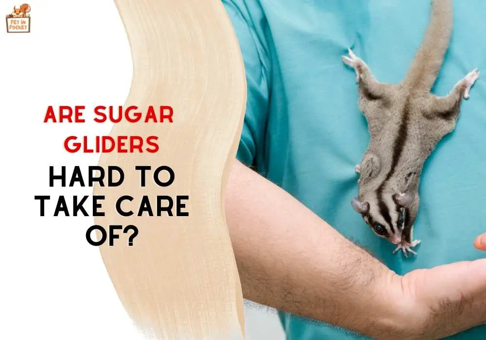 Are Sugar Gliders Hard to Take Care Of? Expert Insights