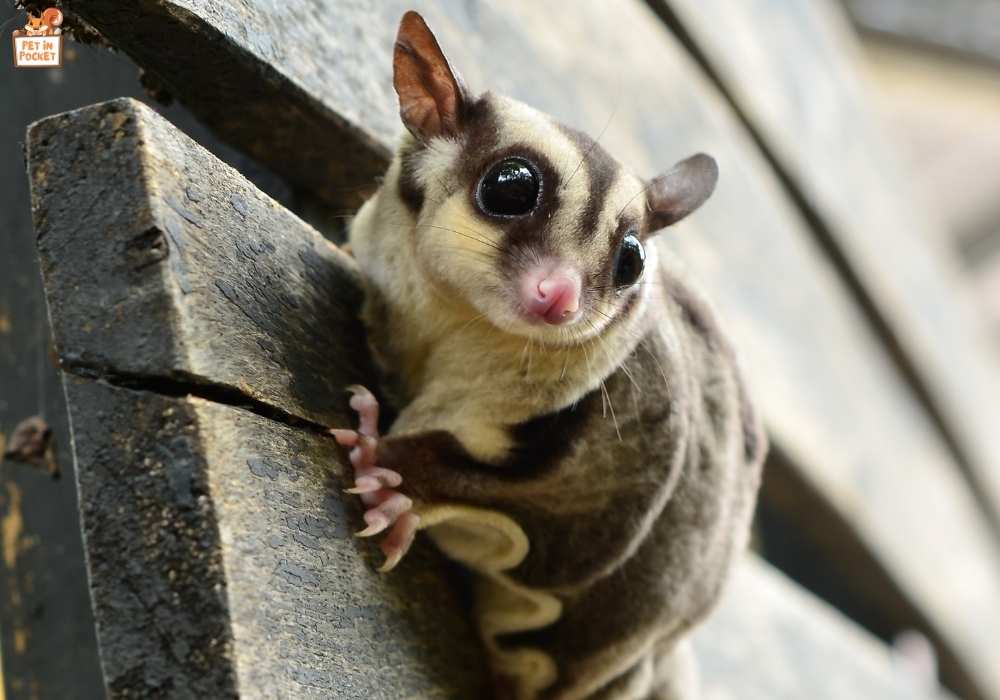 The Legalities of Owning Sugar Gliders