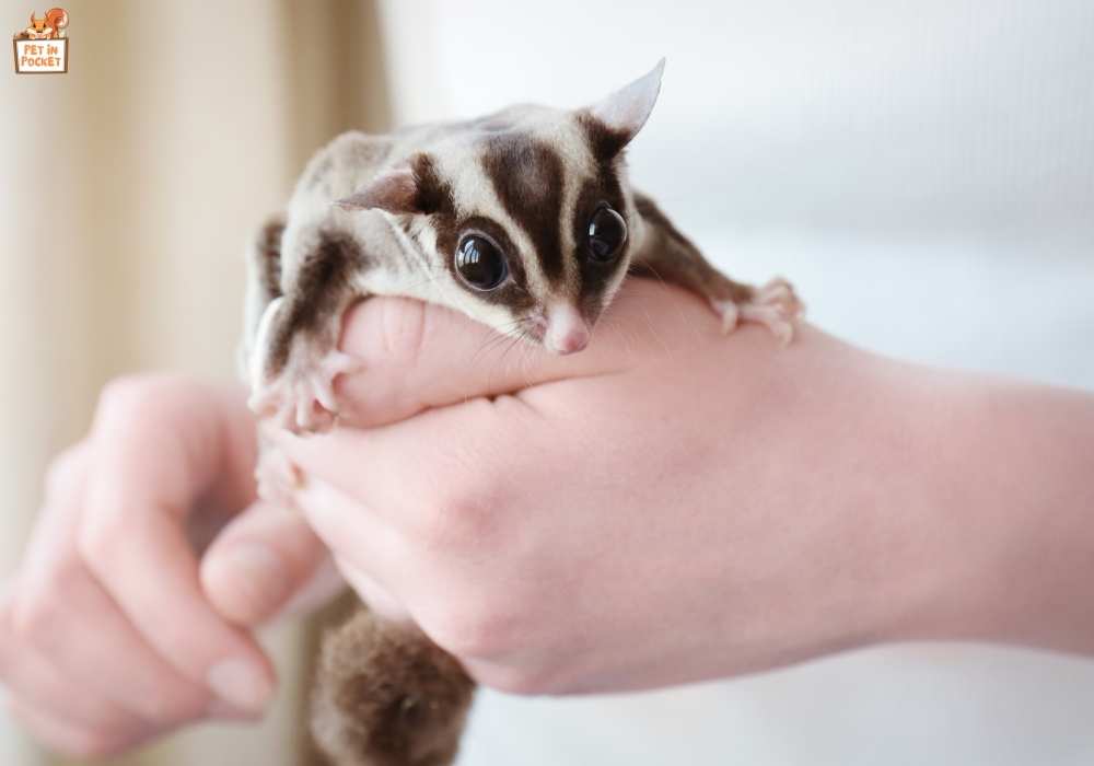 Legal and Ethical Considerations for Owning Sugar Gliders