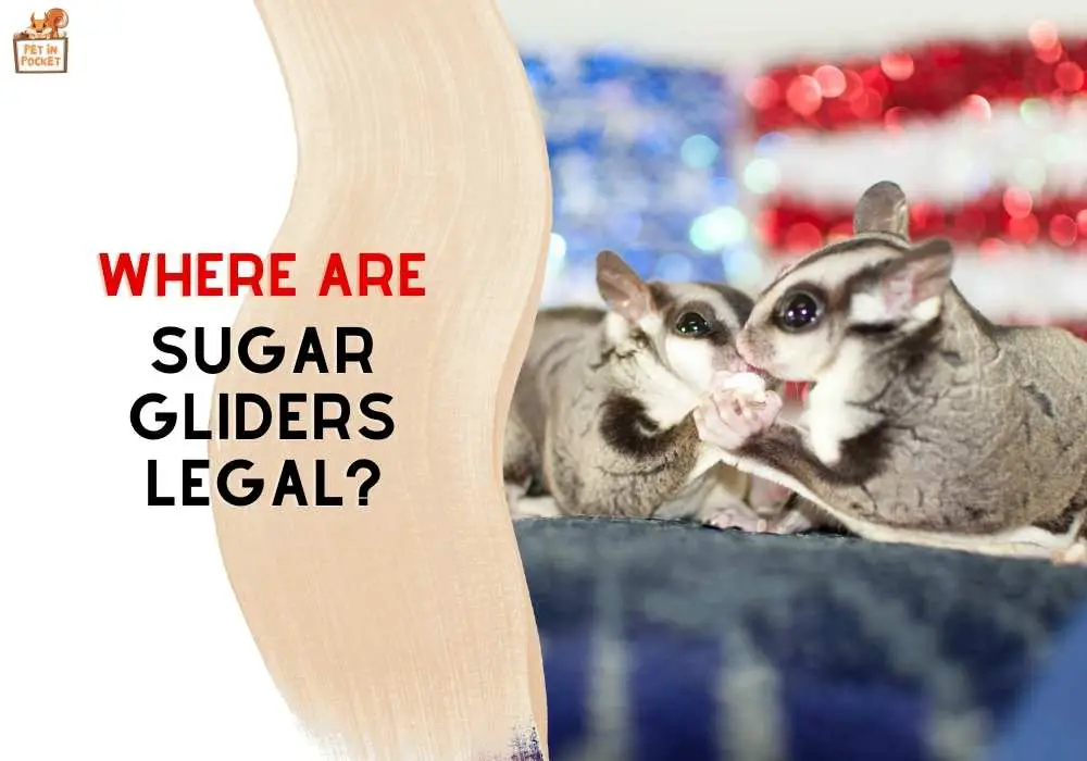 Where are sugar gliders legal?