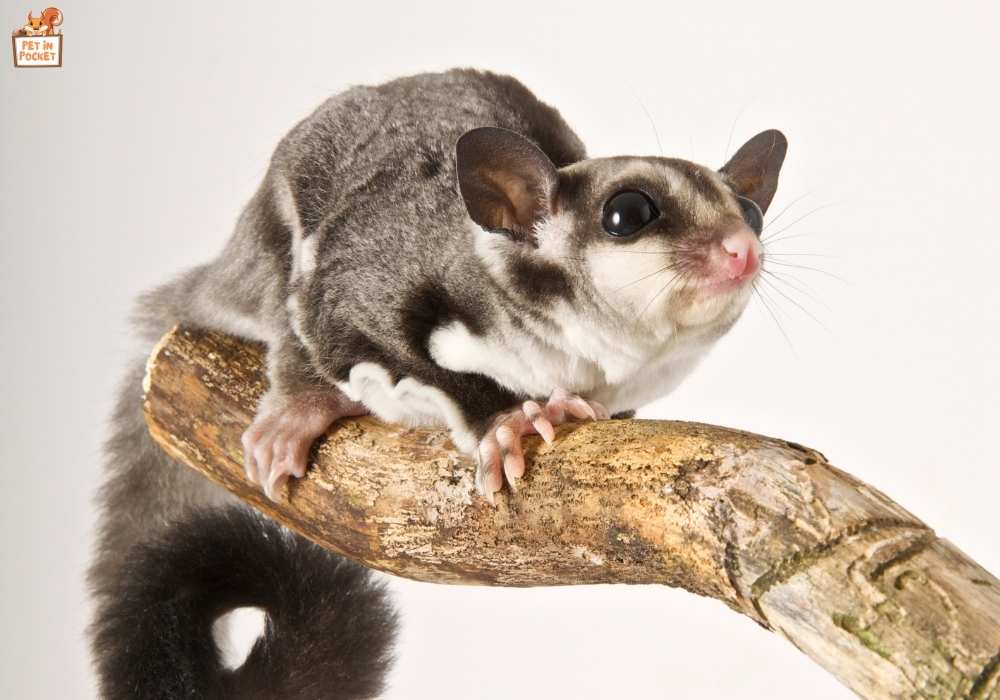 Are Sugar Gliders the Right Pet for You?