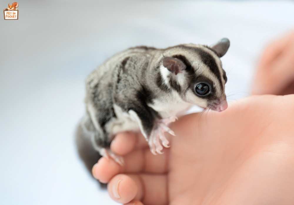 Health Concerns and Medical Needs of Sugar Gliders
