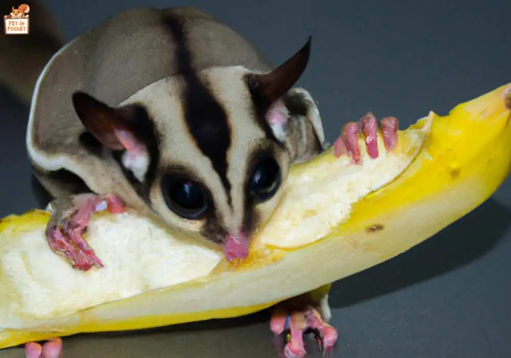 Other Fruits to Consider for Your Sugar Glider's Diet