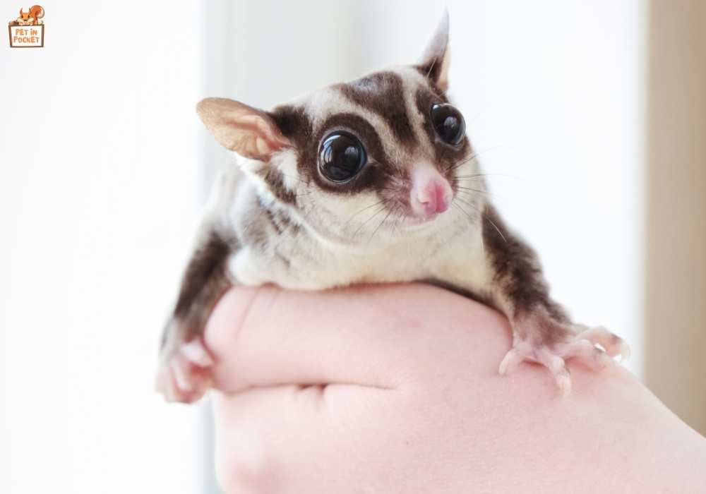 Caring for Your Sugar Glider