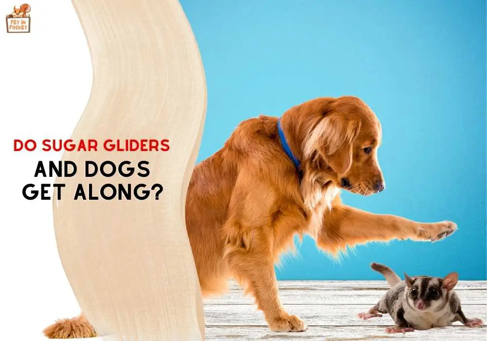 Do Sugar Gliders and Dogs Get Along?: Expert Insights