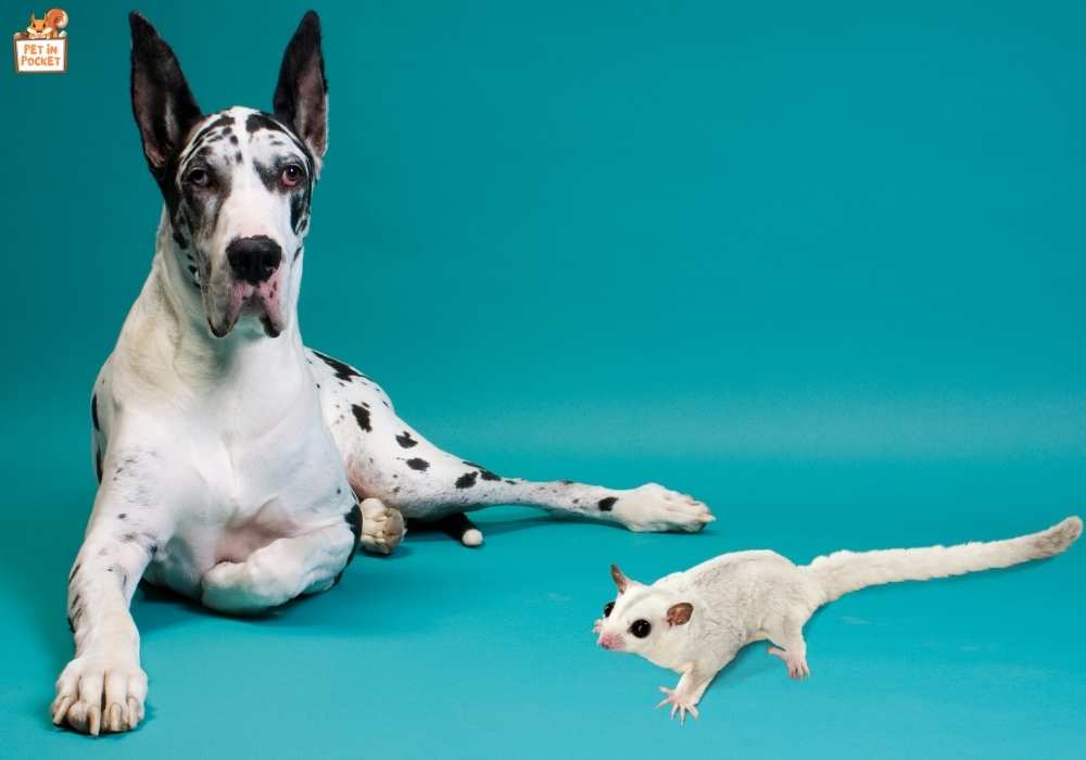 Safety Tips for Keeping Dogs and Sugar Gliders Together