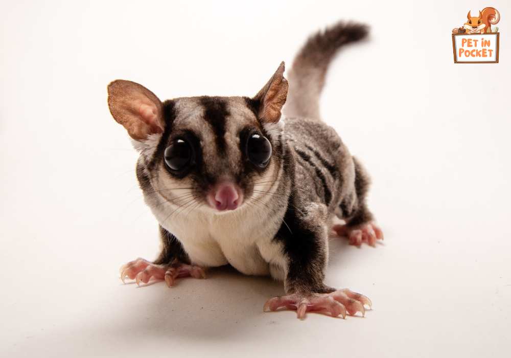 How can I prevent my sugar glider from eating toxic foods?