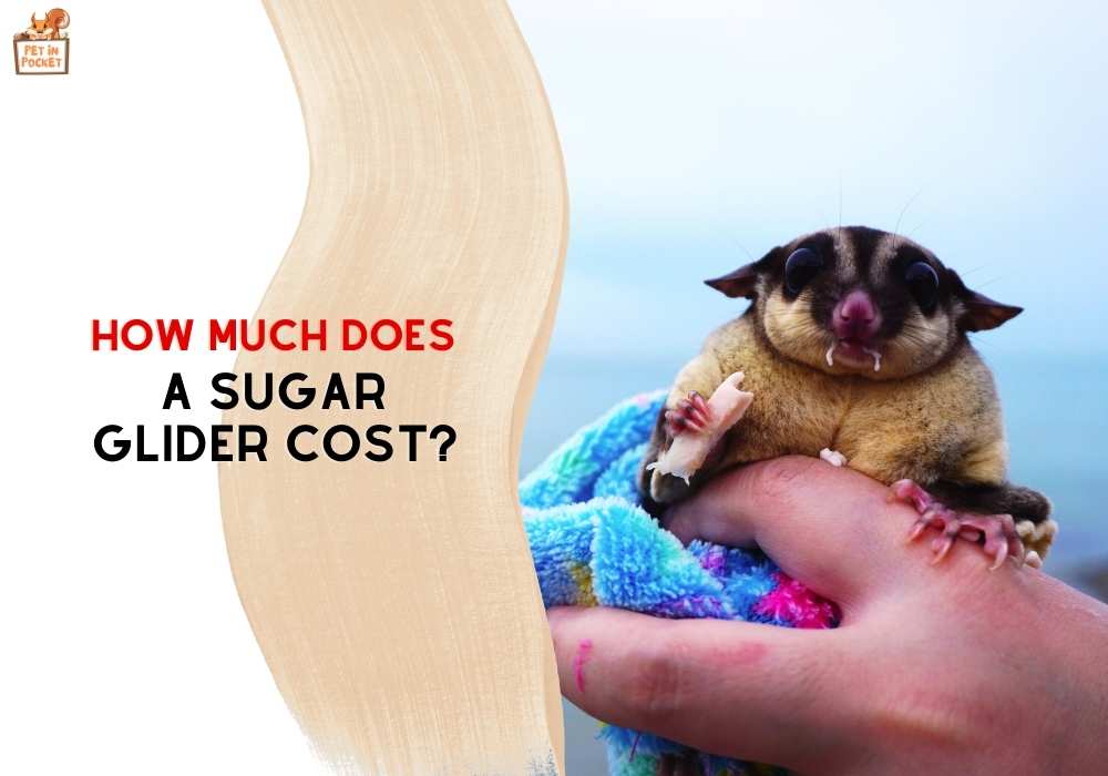How Much Does A Sugar Glider Cost? Everything You Need To Know