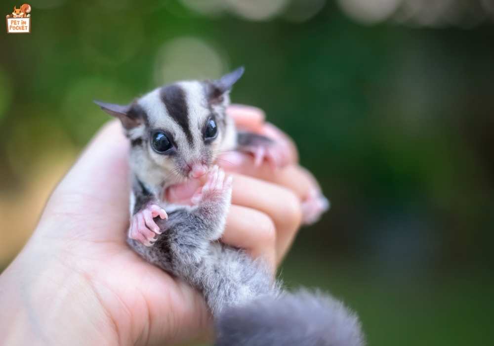 Initial Investment for a New Sugar Glider