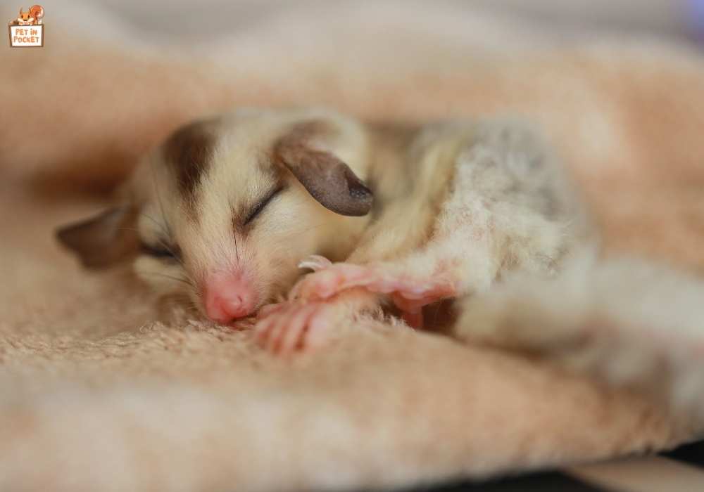 Reducing the Cost of Owning a Sugar Glider