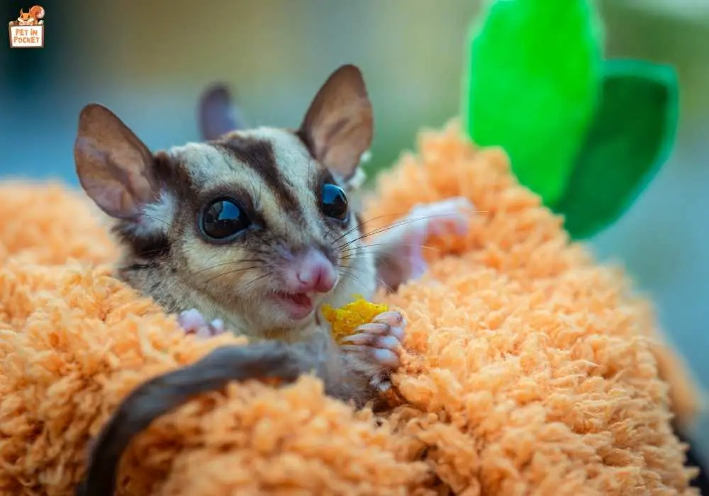 Is a Sugar Glider Worth the Investment?