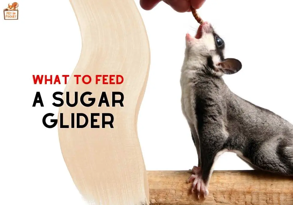 What To Feed A Sugar Glider: A Beginner's Guide