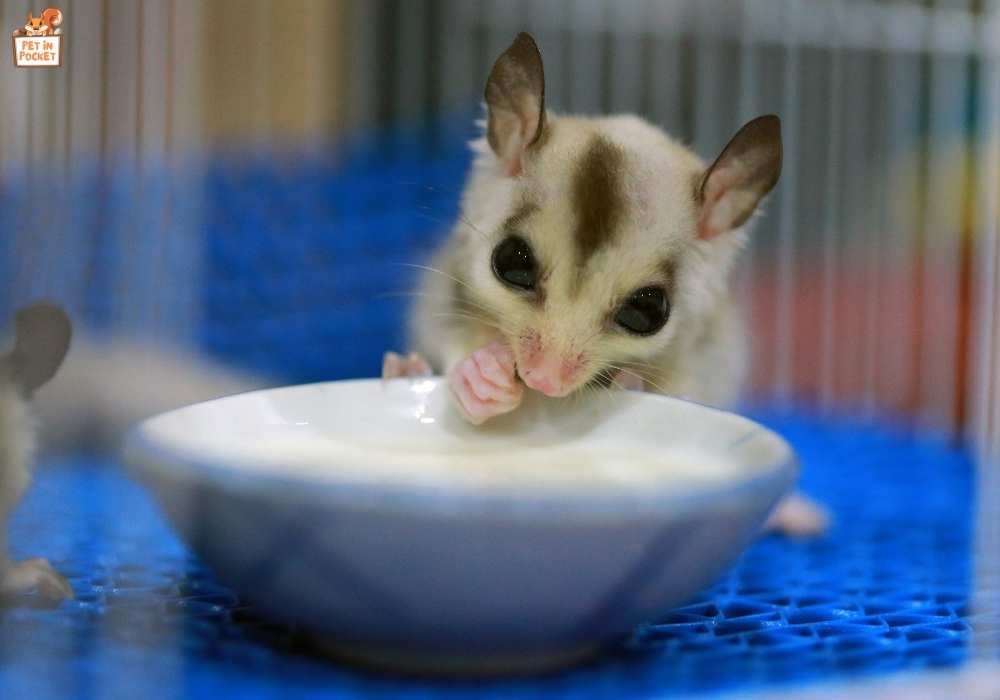 What if My Sugar Glider Eats Something Unsafe?