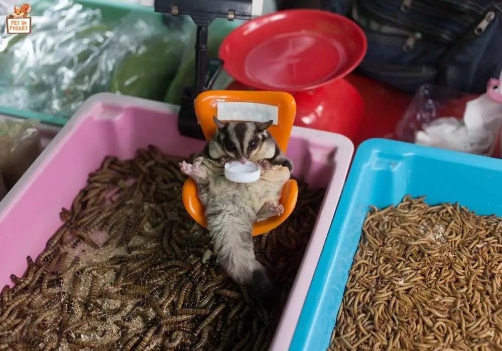 Understanding the Dietary Needs of Sugar Gliders