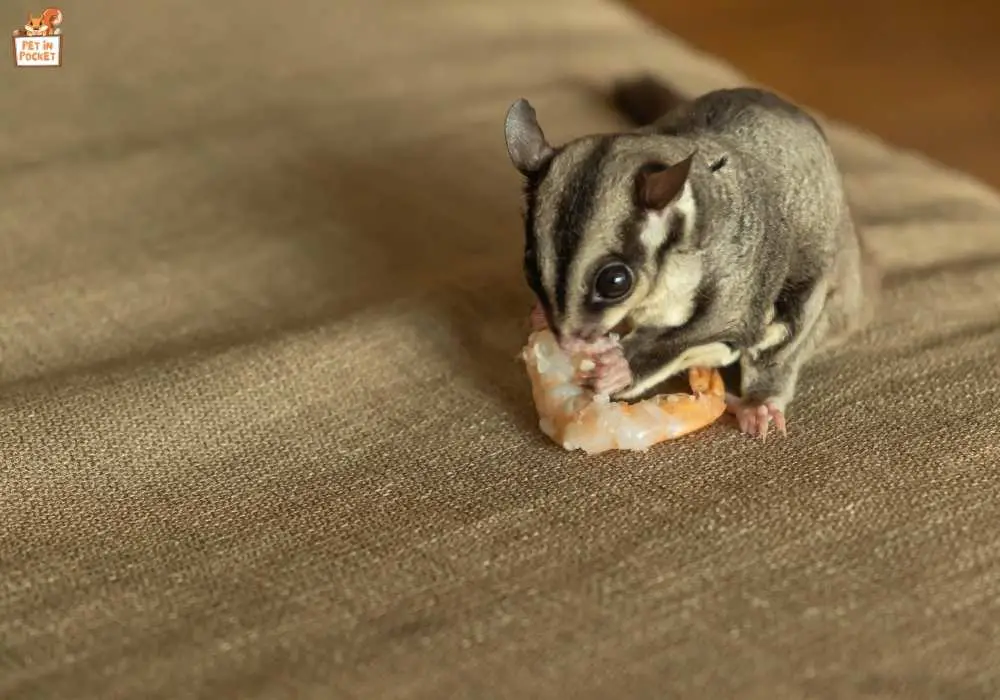 What Does Sugar Glider Eat? Everything You Need To Know