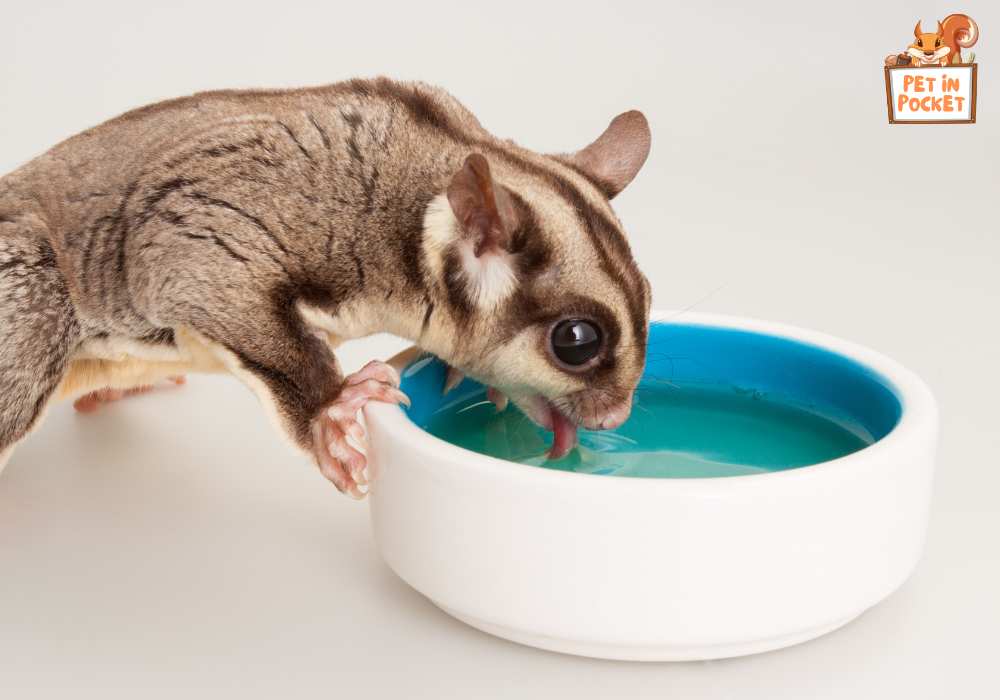 What is toxic to sugar gliders