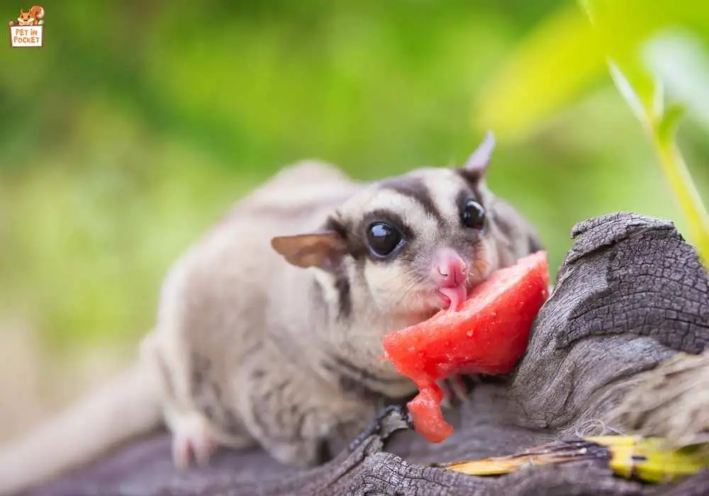 What Does Sugar Glider Eat? Everything You Need To Know