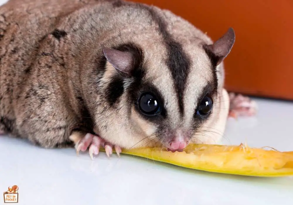 The Best Foods for Your Sugar Glider