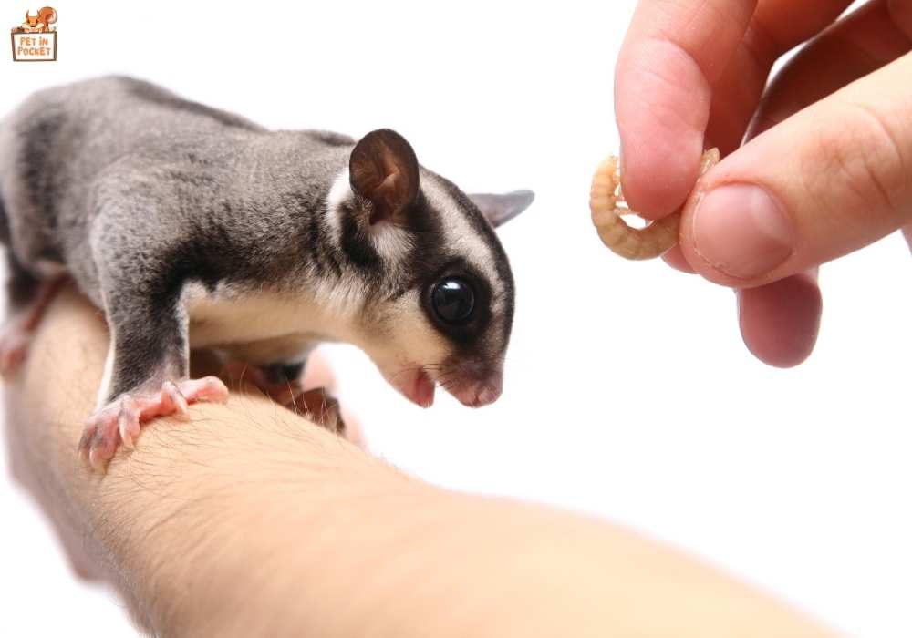 Healthy diet for your Sugar Gliders