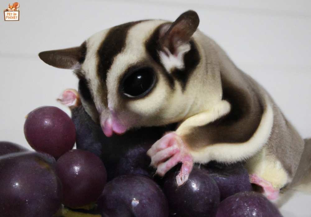 The effects of Grapes on Sugar Gliders.