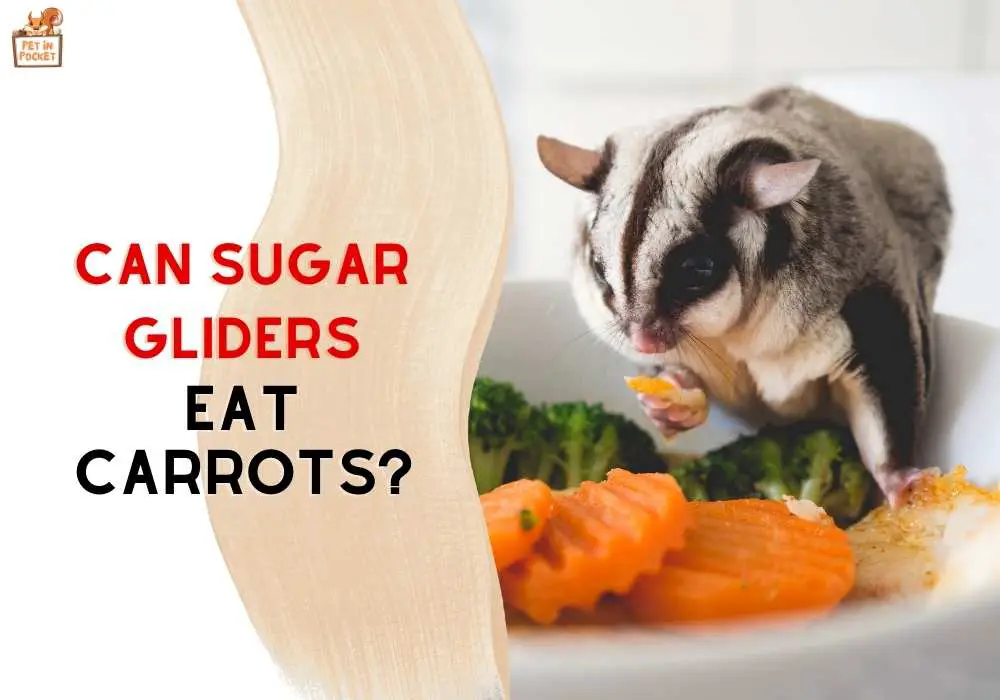 Can Sugar Gliders Eat Carrots?: A Complete Guide