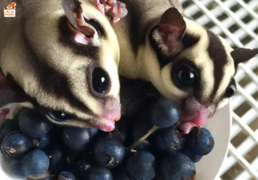 What type of Blueberries Sugar Glider Gliders cannot eat?