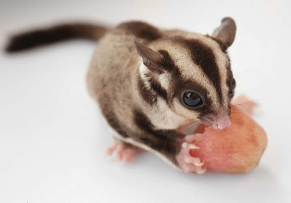 The Role of Fruits in Sugar Glider's Diet