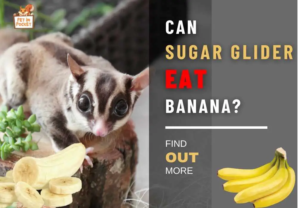 Can Sugar Glider Eat Banana?