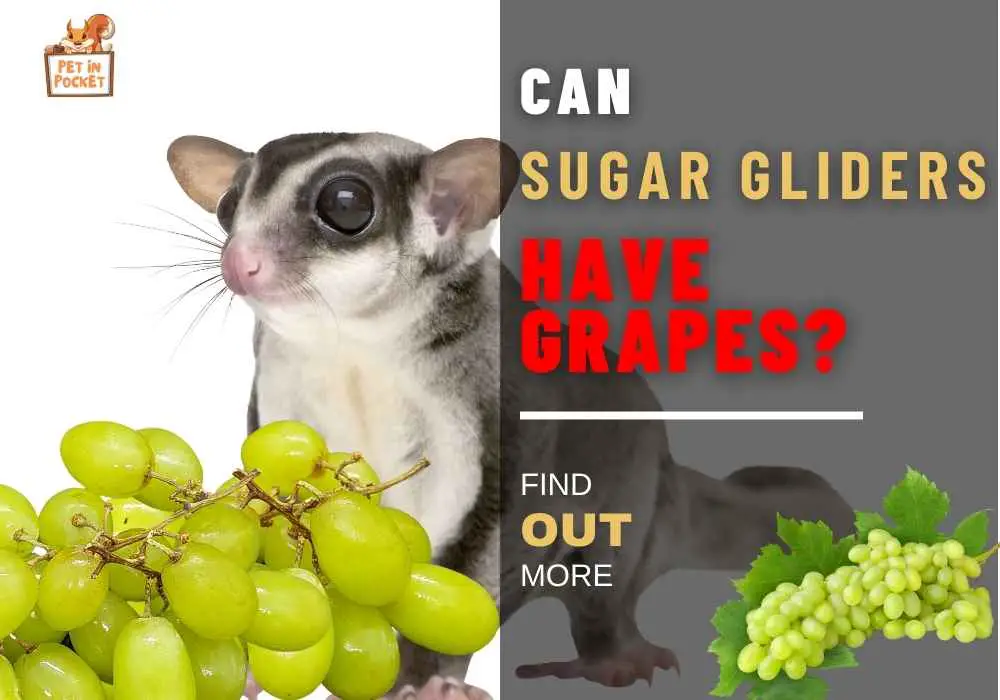 Can Sugar Gliders Have Grapes?