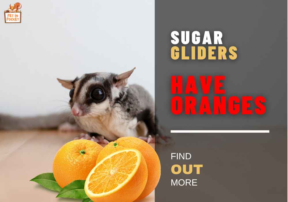 Can Sugar Gliders Have Oranges?